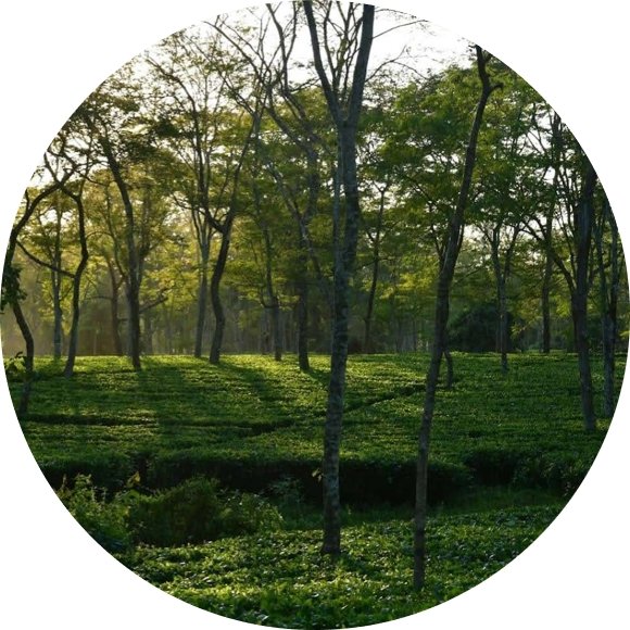 アッサム セカンドフラッシュ 2025 デジョー 紅茶 | Assam DEJOO