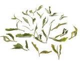 ダージリン ファーストフラッシュ アリヤ パール Darjeeling ARYA PEARL White Tea First Flush - シェドゥーブル