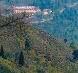 ダージリン セカンドフラッシュ ジュンパナ アッパー マスカテル Darjeeling JUNGPANA (UPPER) MUSCATEL Second Flush - シェドゥーブル