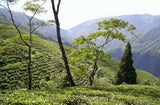 ダージリン ファーストフラッシュ ミム ホワイトティー Darjeeling MIM White Tea First Flush - シェドゥーブル