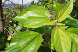 ハワイアン ハーブティー ママキ Hawaiian Natural - Herbal Infusion MAMAKI 100%  - シェドゥーブル