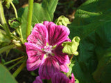 青森県産フリーズドライ ブルーマロウ Herbal Infusion Freeze-dried BLUE MALLOW (Made in JAPAN) - シェドゥーブル