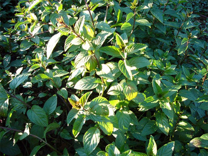 青森県産フリーズドライ ペパーミント Freeze-dried PEPPERMINT (Made