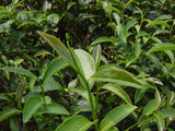 台湾茶 凍頂烏龍茶 冬片 Taiwanese Tea Dong Ding Oolong Winter Tea Tung Ting - シェドゥーブル