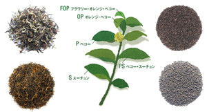 紅茶のグレード  Grades of Tea