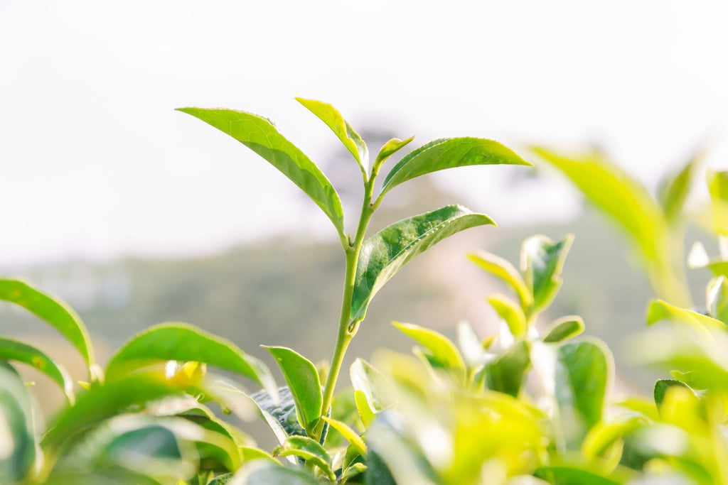 紅茶の品種  Varieties of Tea plant