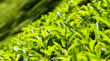 Darjeeling First Flush - シェドゥーブル