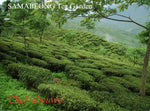 ダージリン セカンドフラッシュ サマビオン ブルゴーニュ Darjeeling SAMABEONG Burgundy (Organic) Second Flush - シェドゥーブル